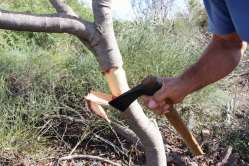 2014-10-22_C7-eradicazione_006.jpg