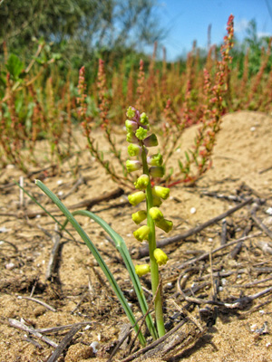 leopoldia gussonei