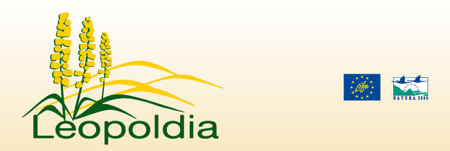testata newsletter leopoldia