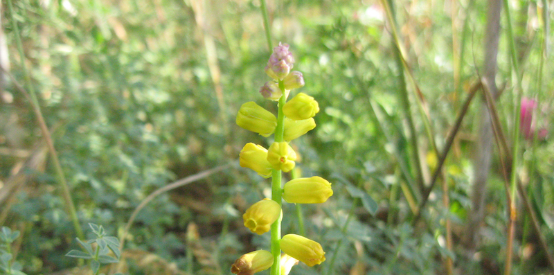 fioritura leopoldia gussonei