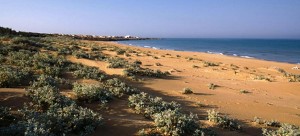 spiagge