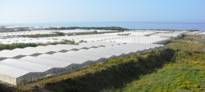 Bulala